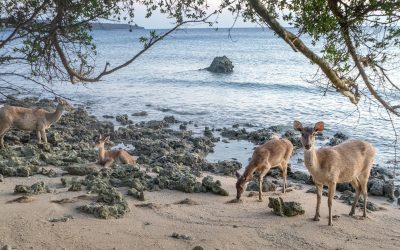 Bali – The Seen and Unseen