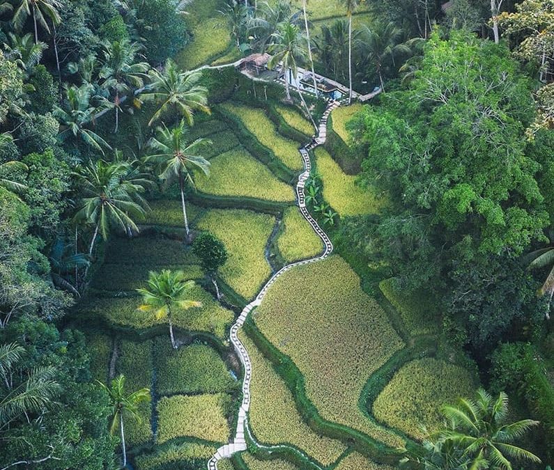 Bali will Prevail - Bali Natures (michaelmatti)